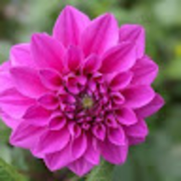 Meet your Posher, Jess - Picture 1 of 1